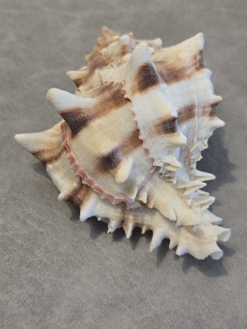 🐚 Banded Murex Shell Hexaplex sp. Collector Display🤎 Bold brown and cream ban